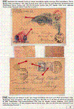 Click to enlarge the image